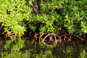 mangrove en Guadeloupe
