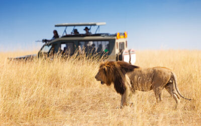Les parcs en Ouganda pour faire du safari