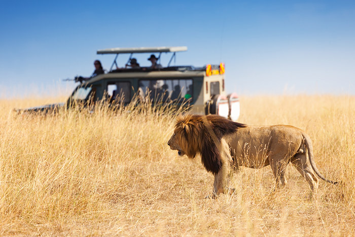 Les parcs en Ouganda pour faire du safari